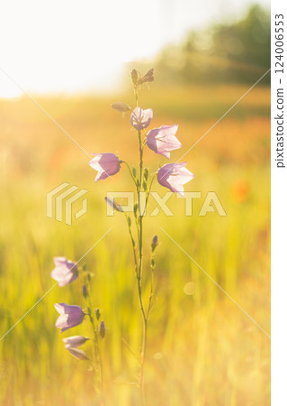 Field pale blue bluebells 124006553