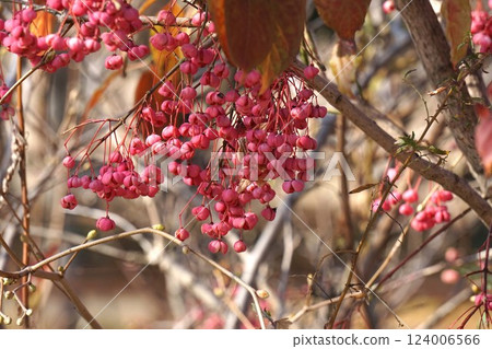 Mayumi Fruit - 2025 年 1 月 124006566
