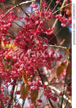 Mayumi Fruit - 2025 年 1 月 124006567