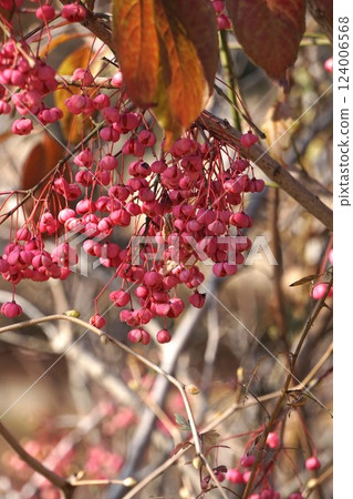 Mayumi Fruit - January 2025 124006568