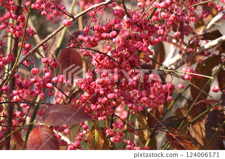 Mayumi Fruit - 2025 年 1 月 124006571