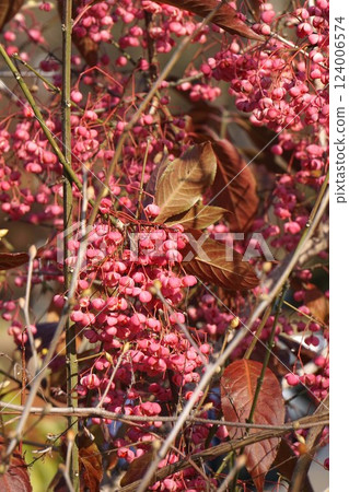 Mayumi Fruit - 2025 年 1 月 124006574