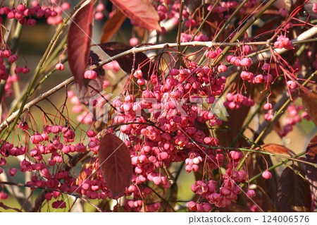 Mayumi Fruit - January 2025 Mayumi Fruit - January 2025 124006576