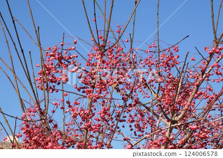 Mayumi Fruit - 2025 年 1 月 124006578