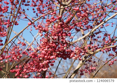 Mayumi Fruit - 2025 年 1 月 124006579