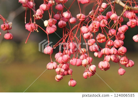 Mayumi Fruit - 2025 年 1 月 124006585