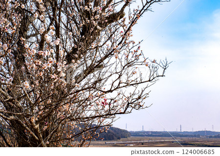 Plum blossoms and E217 series 124006685