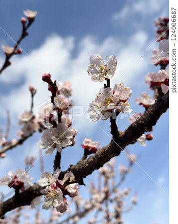 Spring blossoms on a tree branch under a clear sky. Concept of seasonal renewal, natural beauty and peaceful atmosphere Spring blossoms on a tree branch under a clear sky. Concept of seasonal renewal, natural beauty and peaceful atmosphere 124006687