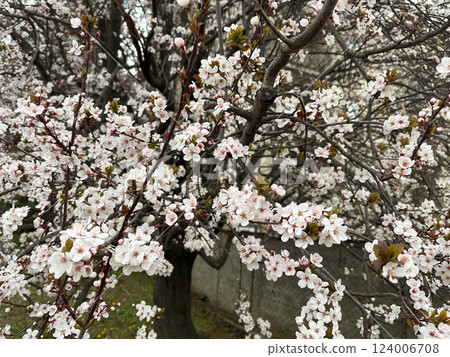 Delicate white blossoms on a tree branch in a spring green forest. Concept of renewal nature, spring season and natural harmony 124006708
