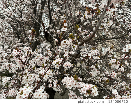 Blooming tree in the gentle sunshine branches in spring. Concept of renewal nature, purity and natural beauty. Spring season 124006710