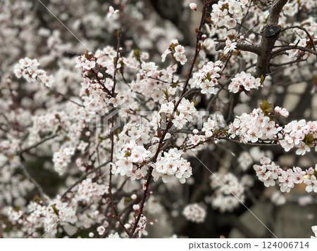 Delicate white blossoms on a tree branch in a spring green forest. Concept of renewal nature, spring season and natural harmony 124006714