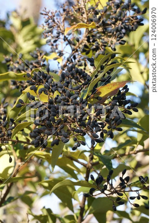 Black, ripe Japanese quince fruit, February 2025 Black, ripe Japanese quince fruit, February 2025 124006970