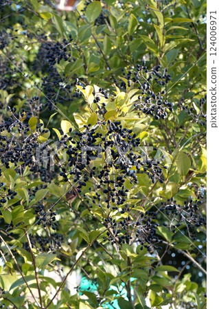 Black, ripe Japanese quince fruit, February 2025 Black, ripe Japanese quince fruit, February 2025 124006971