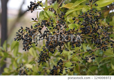 Black, ripe Japanese quince fruit, February 2025 124006972