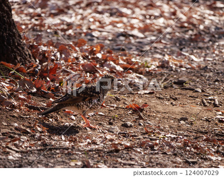 A brown thrush searching for food on the ground A brown thrush searching for food on the ground 124007029