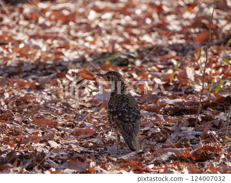 A brown thrush searching for food on the ground A brown thrush searching for food on the ground 124007032