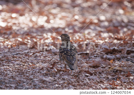 A brown thrush searching for food on the ground 124007034