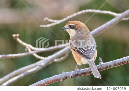 雌性伯勞鳥的後視圖 124007039