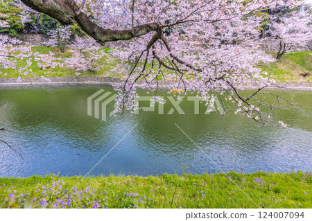 千鳥淵：櫻花盛開 124007094