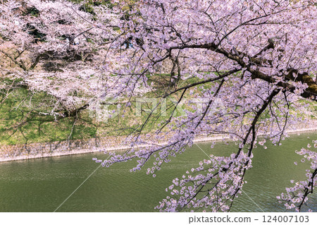 Chidorigafuchi: Cherry blossoms in full bloom 124007103