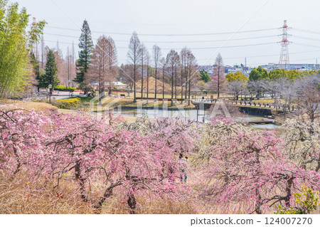 大公園梅見之丘盛開的垂枝梅(愛知縣知多郡) 大公園梅見之丘盛開的垂枝梅(愛知縣知多郡) 124007270