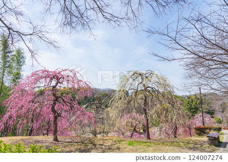 Weeping plum trees in full bloom at Ume-mi-no-oka Hill in Dai Park (Chita District, Aichi Prefecture) 124007274