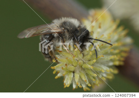 A furry male grey-backed mining bee Andrena vaga, eats pollen from a yellow Willow flower in the spring 124007394