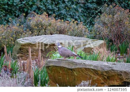 Pigeon perched on a rock with lush greenery as backdrop, blending natural elements into a harmonious composition. Pigeon perched on a rock with lush greenery as backdrop, blending natural elements into a harmonious composition. 124007395