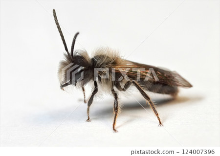 Closeup on a male Large Sallow mining bee, Andrena picata on white background 124007396