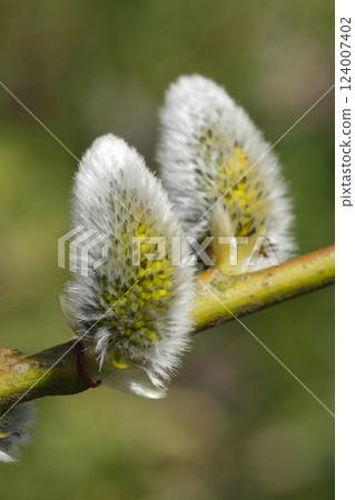 Close-up of fluffy catkins budding on a branch in spring, showcasing nature's beauty and the anticipation of new growth. 124007402
