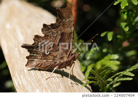 Closeup on a Map butterfly, Araschnia levana with closed wings in the garden Closeup on a Map butterfly, Araschnia levana with closed wings in the garden 124007404
