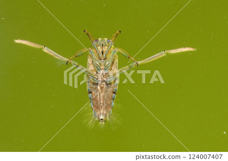 Backswimmer insect floating upside down in water; legs splayed wide in its aquatic environment 124007407