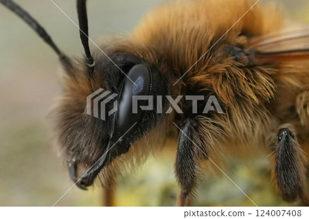 Closeup on a female Large Sallow mining bee, Andrena apicata 124007408