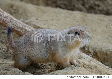 Prairie dog standing alert on sand. Its brown fur blends with the dry environment around it. Prairie dog standing alert on sand. Its brown fur blends with the dry environment around it. 124007411