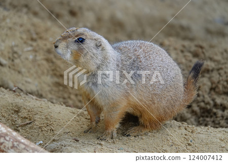 Prairie dog on alert, standing on sand. A small rodent with short tail in a natural habitat. 124007412
