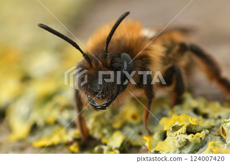 Closeup on a female Large Sallow mining bee, Andrena apicata on lichen covered wood 124007420