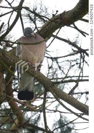 Pigeon perched on a tree branch, resting peacefully in nature. Peaceful scene. Pigeon perched on a tree branch, resting peacefully in nature. Peaceful scene. 124007428