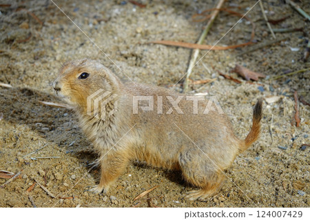 Prairie dog stands alert on sandy ground, gazing to the left, small tail, soft brown fur and watchful stance. Prairie dog stands alert on sandy ground, gazing to the left, small tail, soft brown fur and watchful stance. 124007429