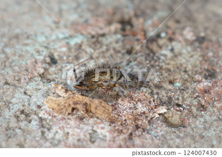 Closeup on a hairy slender springtail, Orchesella villosa on a piece of wood Closeup on a hairy slender springtail, Orchesella villosa on a piece of wood 124007430