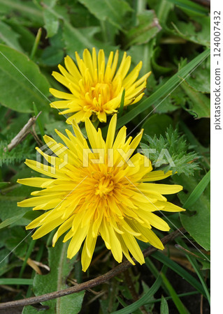 Bright yellow wildflowers in green grass. Blossoms in full bloom add vibrancy to the meadow. 124007432