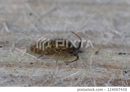 Extreme closeup on a slender hairy European springtail orchesella villosa 124007438