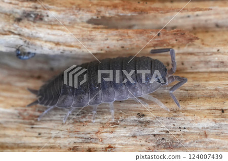 Closeup on a rough woodlouse , Porcellio scaber on a piece of wood 124007439