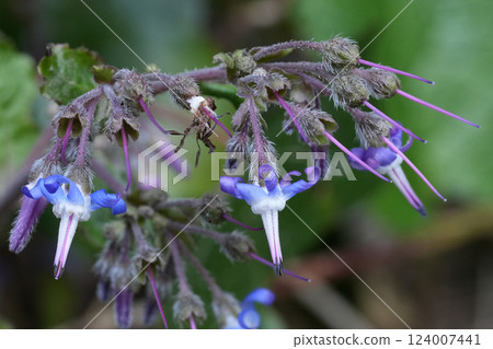 Closeup on the blue flowering Early flowering borage, Trachystemon orientalis Closeup on the blue flowering Early flowering borage, Trachystemon orientalis 124007441