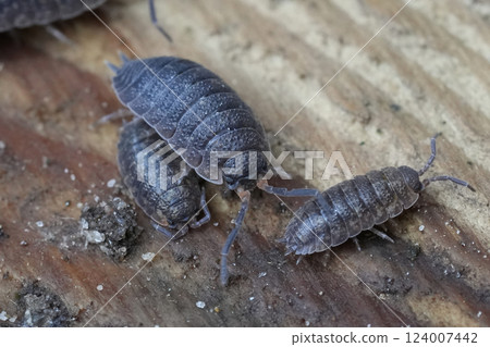 Closeup on a group of rough woodlouses , Porcellio scaber on a piece of wood Closeup on a group of rough woodlouses , Porcellio scaber on a piece of wood 124007442