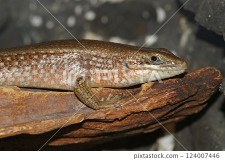 Closeup on an African red-sided skink, Mabuya perrotetii Closeup on an African red-sided skink, Mabuya perrotetii 124007446