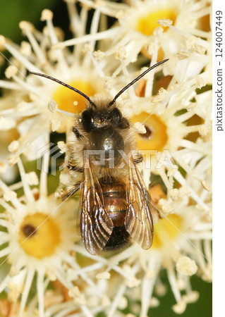 Closeup on a European Red Mason bee, Osmia rufa in the garden 124007449