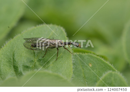 Closeup on an odd looking snakefly, Xanthostigma xanthostigma 124007450