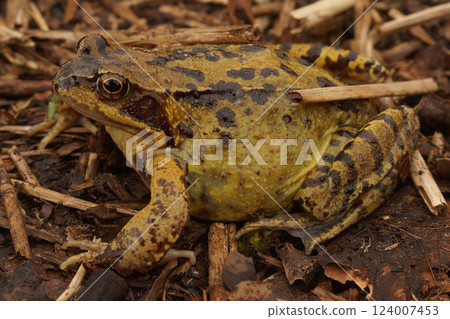 Closeup of a brown frog with black spots sitting on damp ground covered with twigs and leaves in a natural setting. Closeup of a brown frog with black spots sitting on damp ground covered with twigs and leaves in a natural setting. 124007453