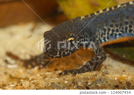 Closeup on a male European alpine newt, Ichthyosaura alpestris 124007454