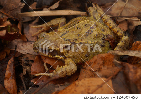 Camouflaged frog rests among the autumn leaves, blending seamlessly into its natural woodland environment. Camouflaged frog rests among the autumn leaves, blending seamlessly into its natural woodland environment. 124007456